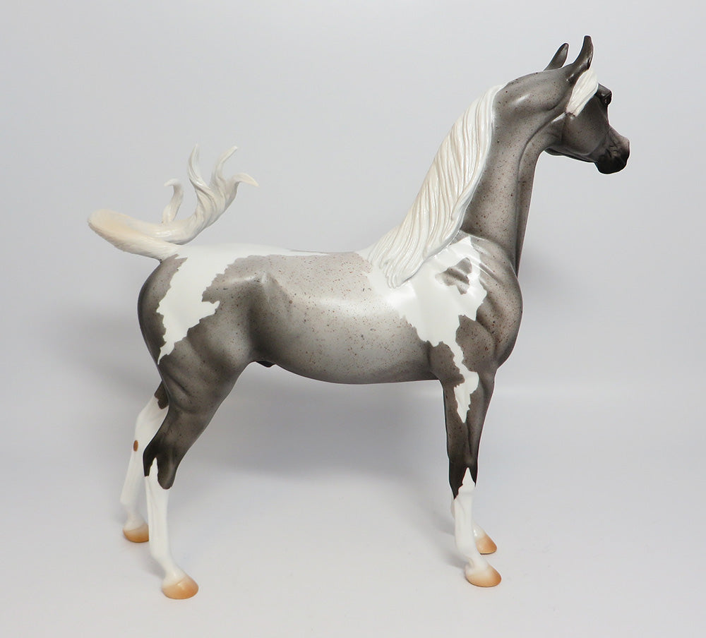 CHELEN-LE-5 FLEABIT PINTO ARABIAN EQ 2017