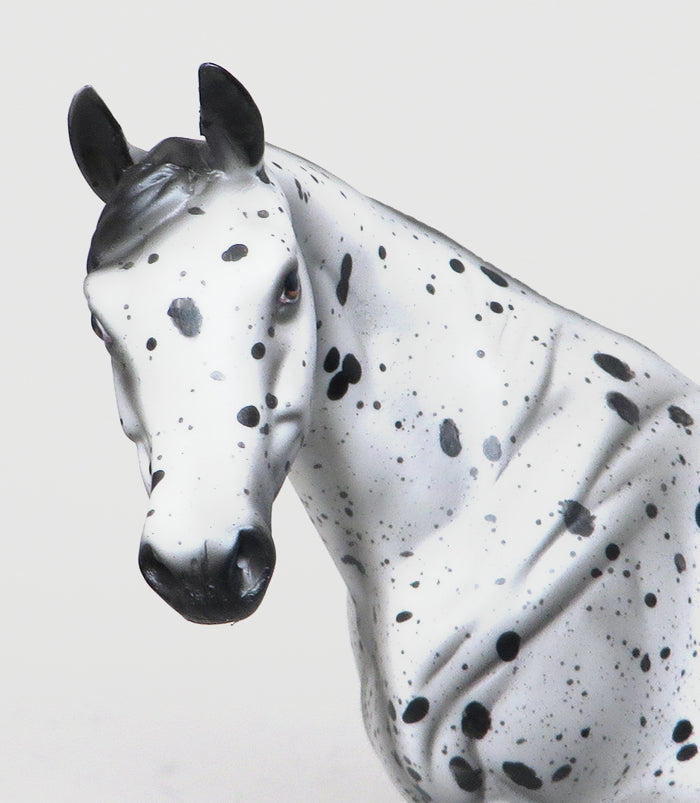 loud appaloosa