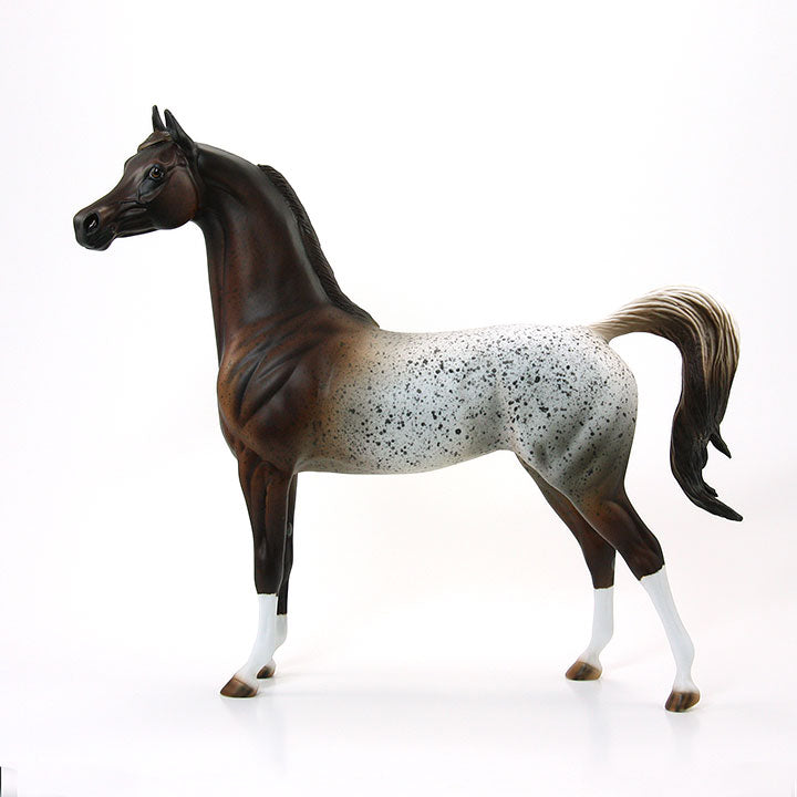SHEZAN AMERICAN BEAUTY - OOAK Red Roan Appaloosa Arabian 6/15