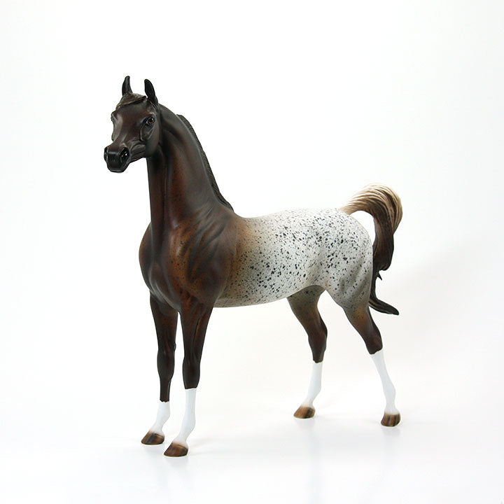 SHEZAN AMERICAN BEAUTY - OOAK Red Roan Appaloosa Arabian 6/15