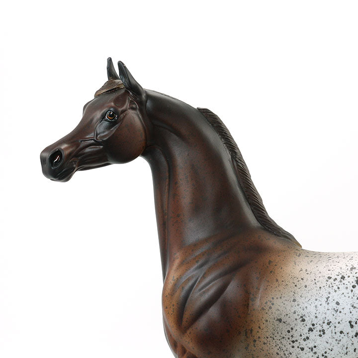 SHEZAN AMERICAN BEAUTY - OOAK Red Roan Appaloosa Arabian 6/15