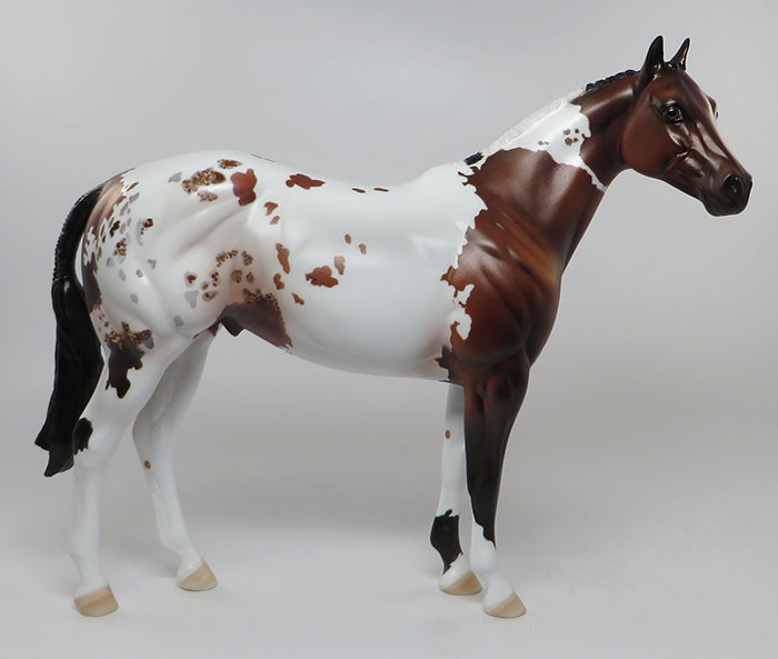 CHAMP PINTALOOSA ISH