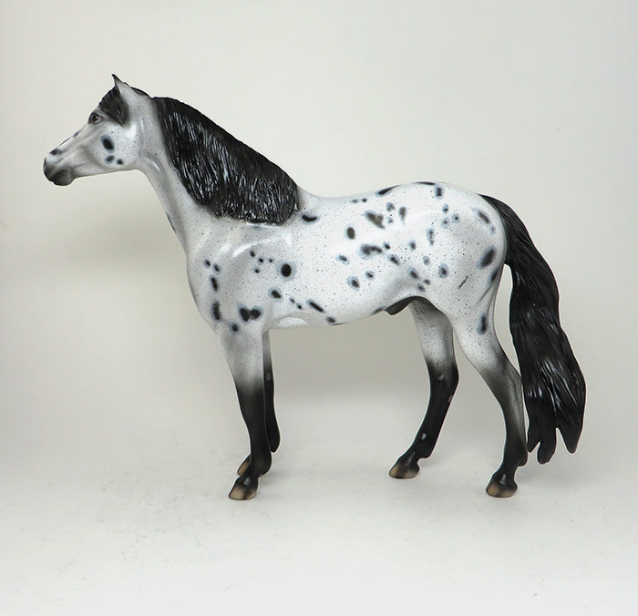 spanish mustang appaloosa one of a kind