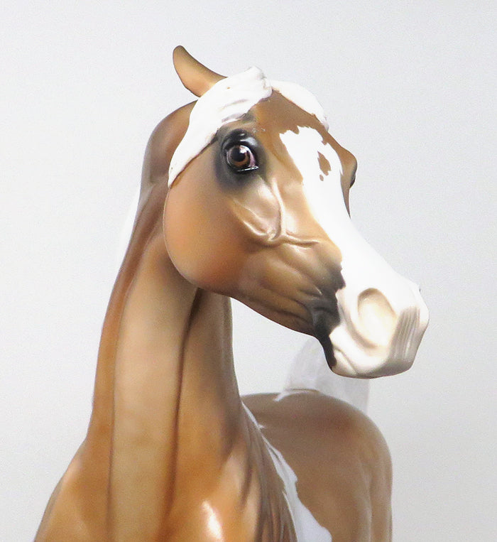 PAINT ARABIAN HORSE