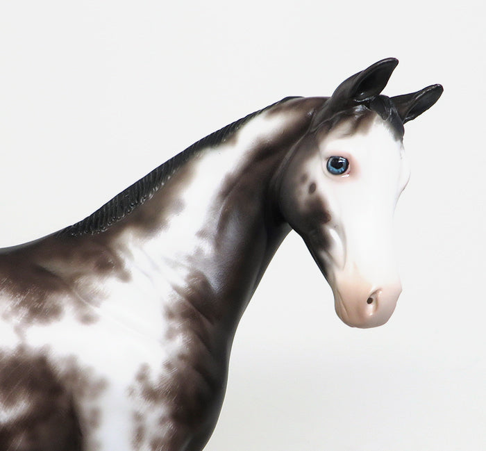 BABY BLUES - OOAK SABINO WEANLING MODEL HORSE by SHERYL LEISURE - 1/22