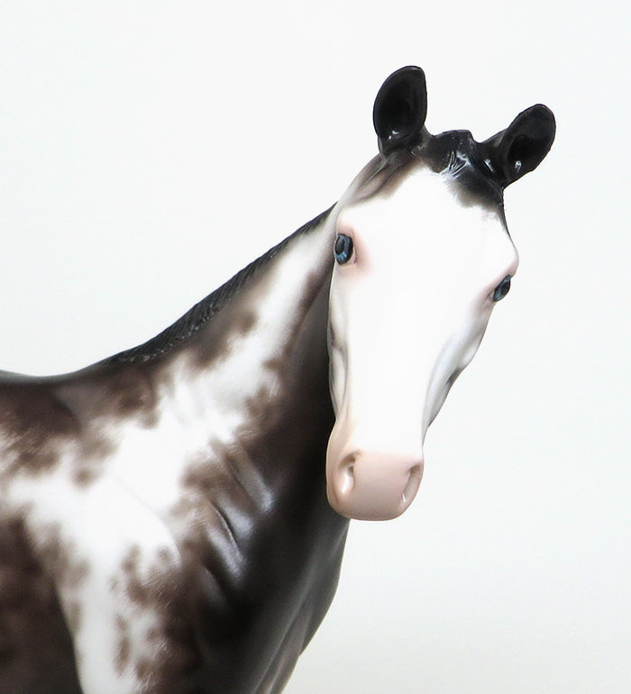 BABY BLUES - OOAK SABINO WEANLING MODEL HORSE by SHERYL LEISURE - 1/22