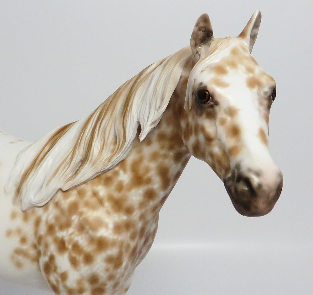 palomino appaloosa