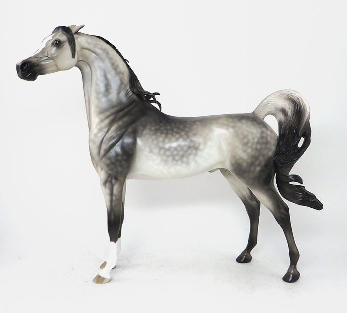 dapple grey arabian