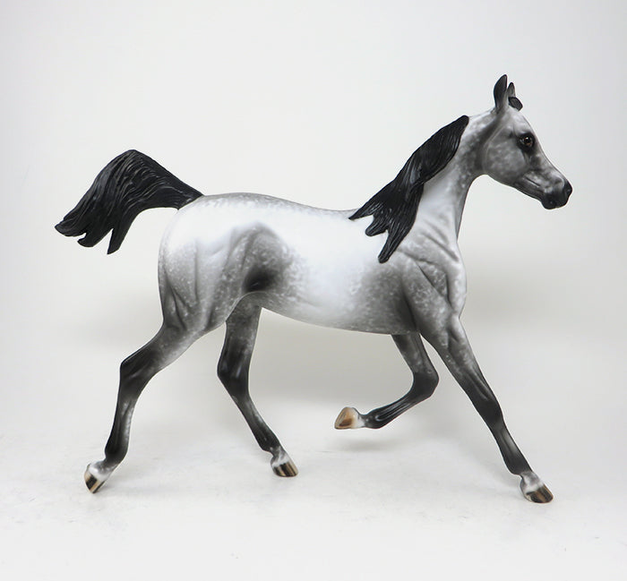 rogue one-yearling appaloosa