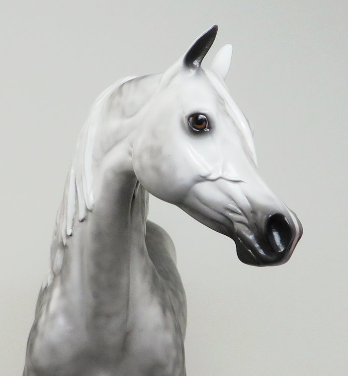 DAPPLE GREY ARABIAN
