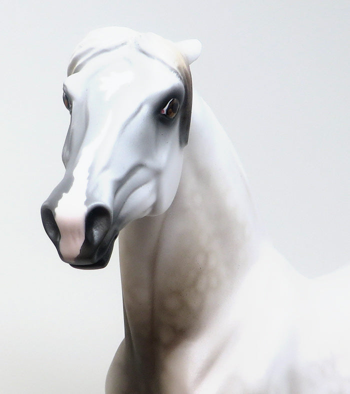 AMOUR - DAPPLE ROSE GREY PINNED EAR MORGAN LIMITED EDITION MODEL HORSE - LE4 - 2/5