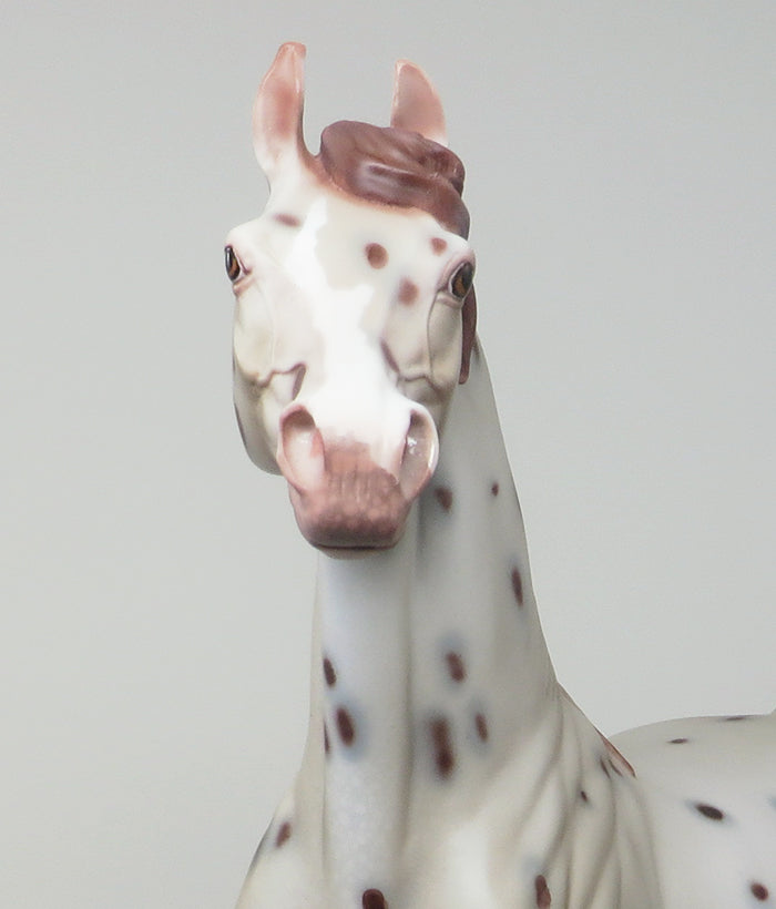 CHESTNUT APPALOOSA