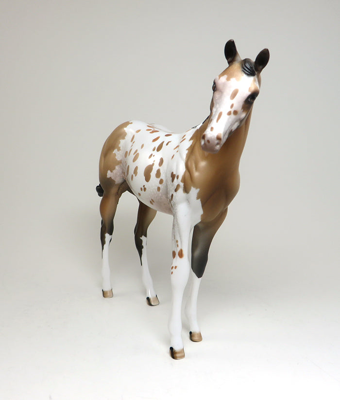 APPALOOSA