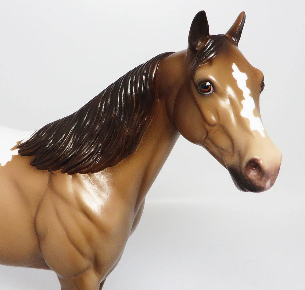 GOLDEN GATE-OOAK CHAMPAGNE ISH APPALOOSA EQ 2017