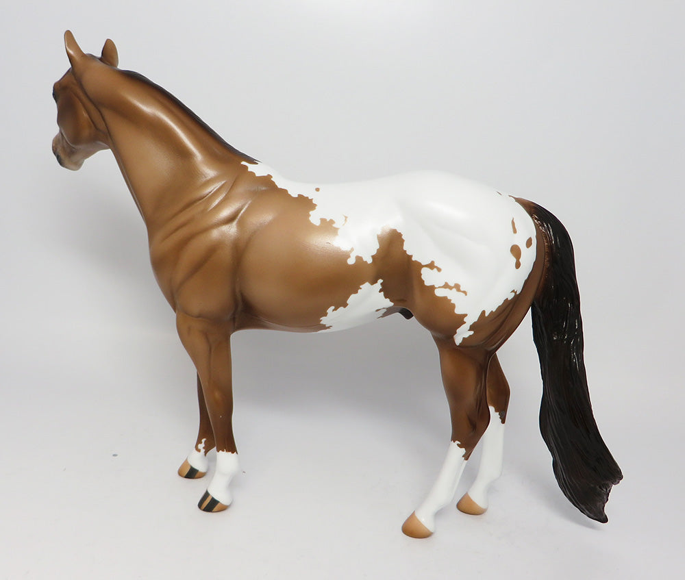 GOLDEN GATE-OOAK CHAMPAGNE ISH APPALOOSA EQ 2017