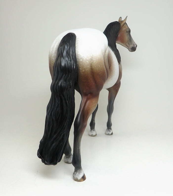 BAY SNOW CAP APPALOOSA