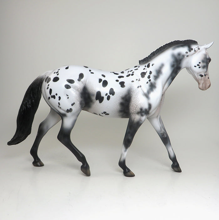 appaloosa pony
