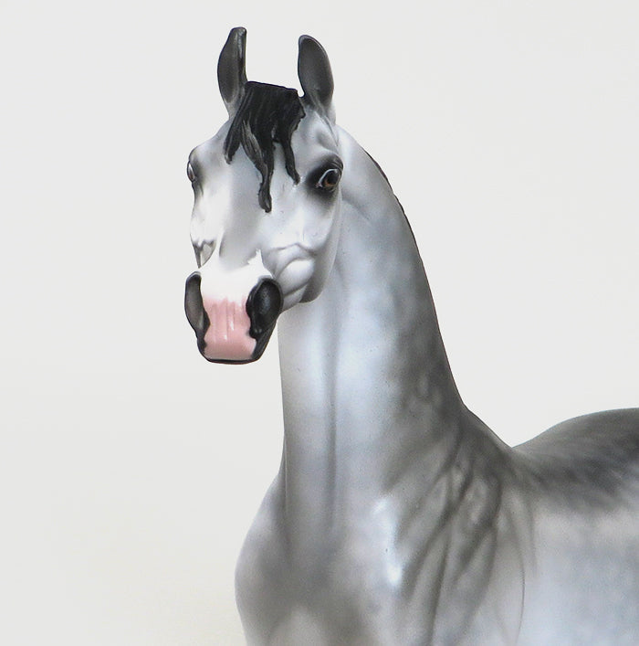 dapple grey arabain bichon