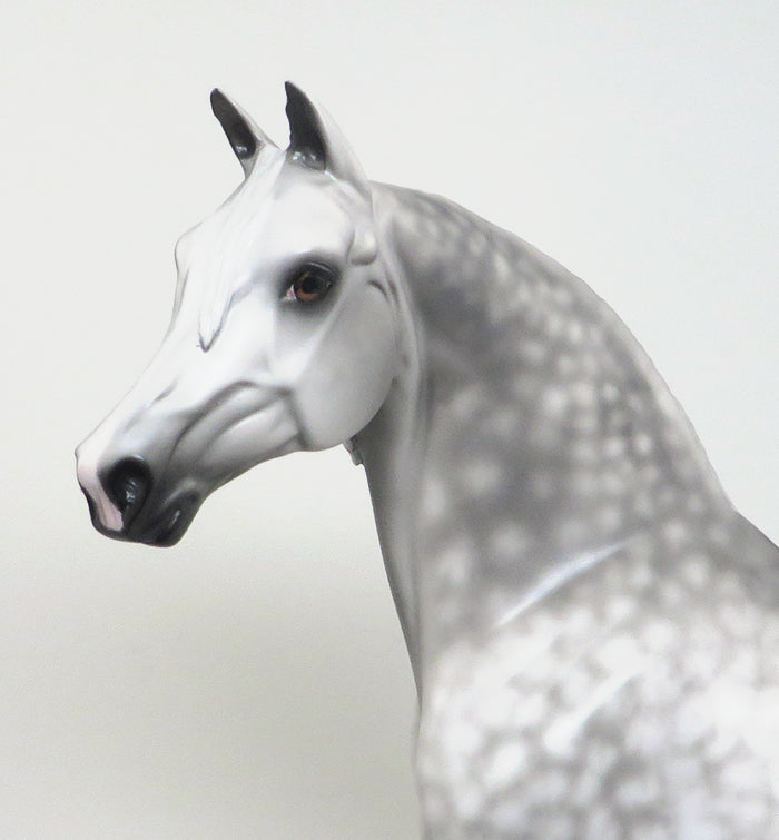 one of a kind dapple grey morgan