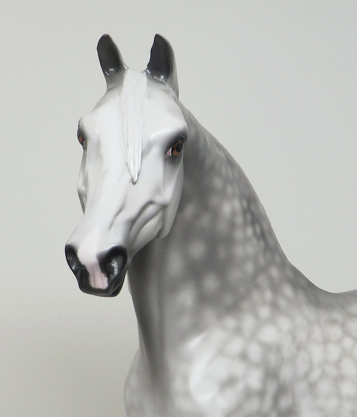 breandan star dapple grey morgan