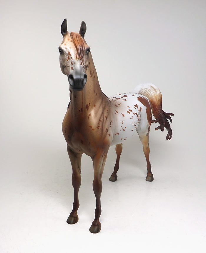 one a kind chestnut arabian