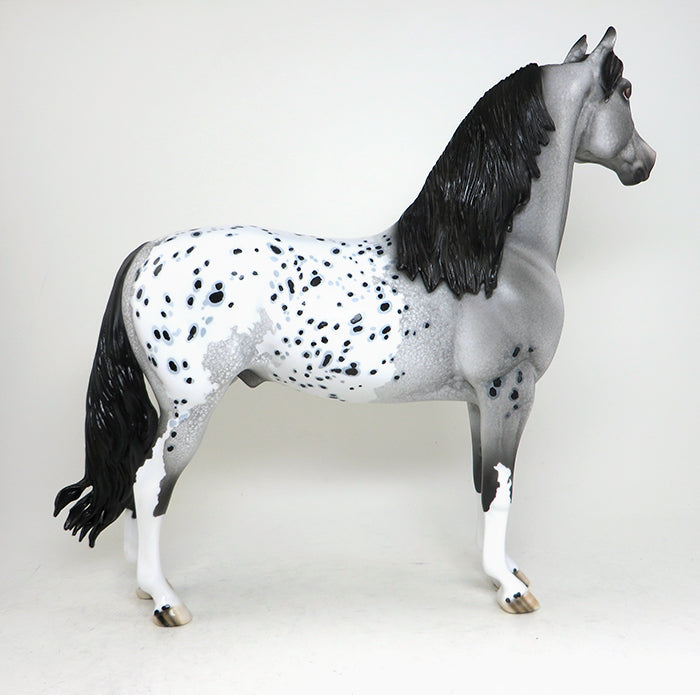 orson appaloosa morgan
