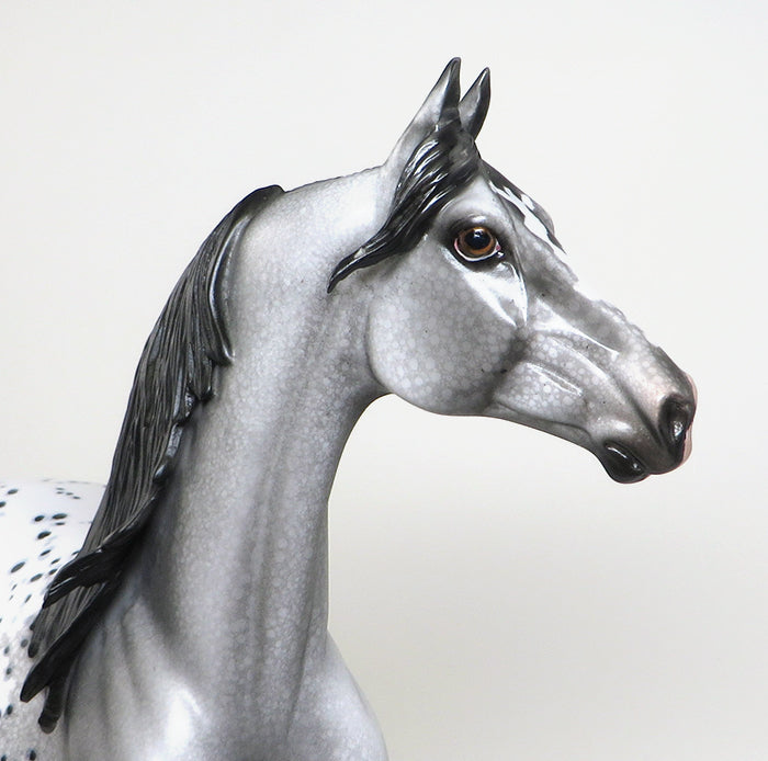 peter stone appaloosa morgan