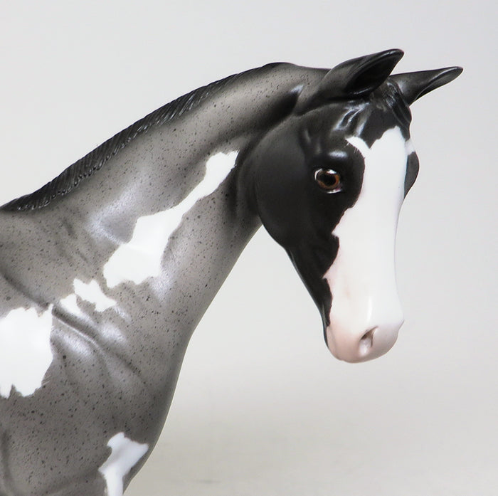 blue roan paint weanling fool me once