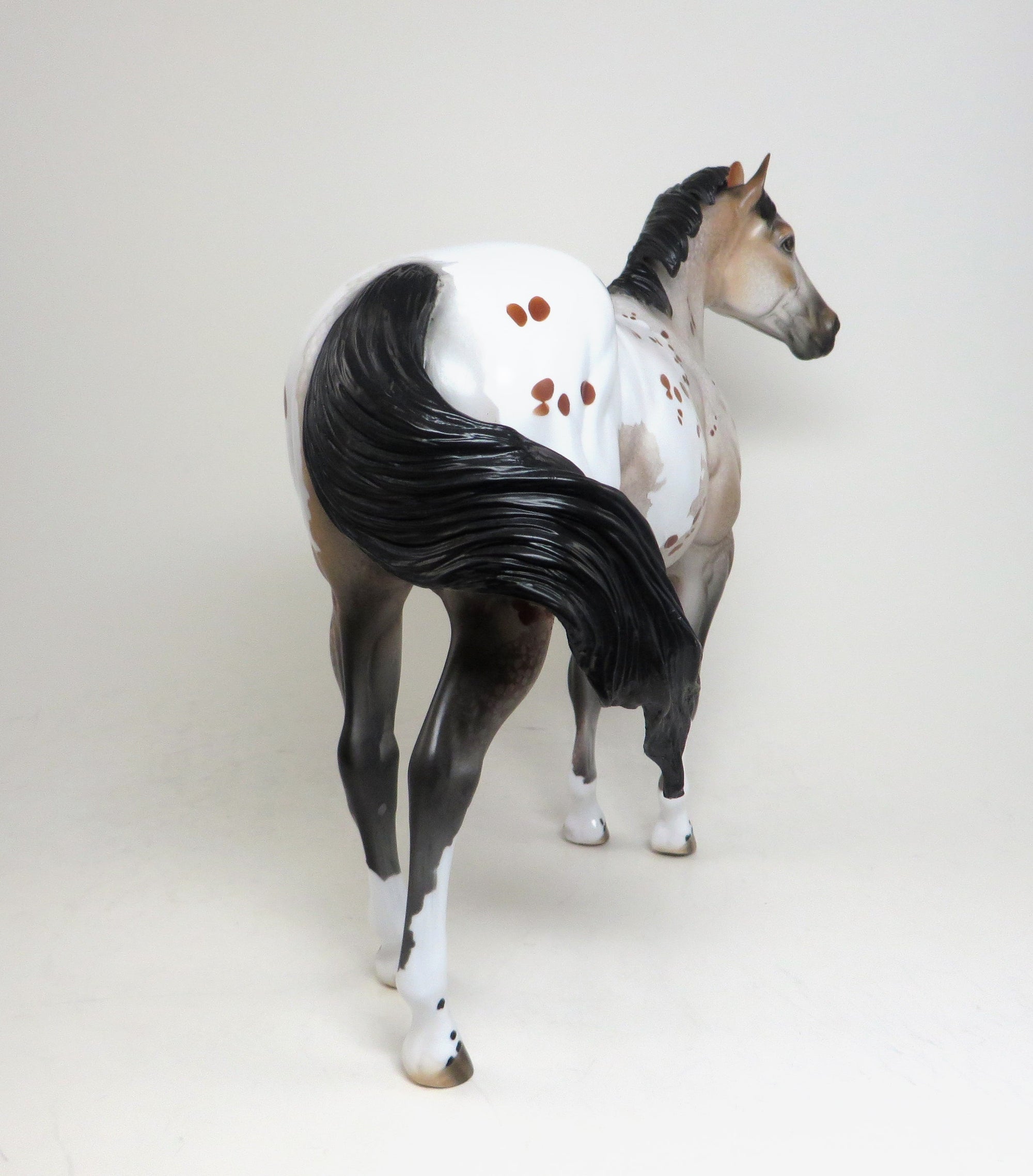 one of kind appaloosa nobody's fool