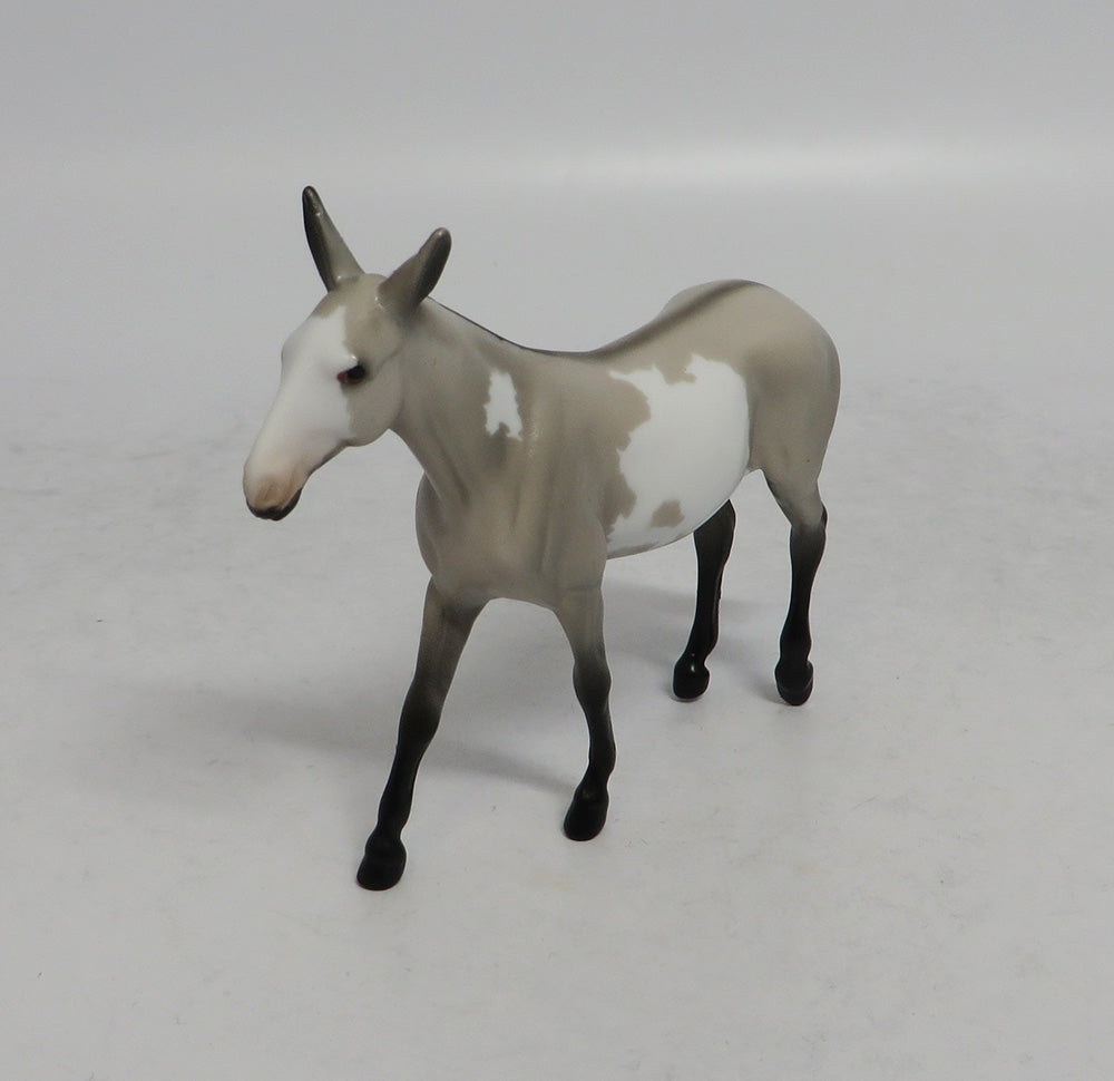 SABLE - OOAK GREY PINTO MULE CHIP 4/6/2018