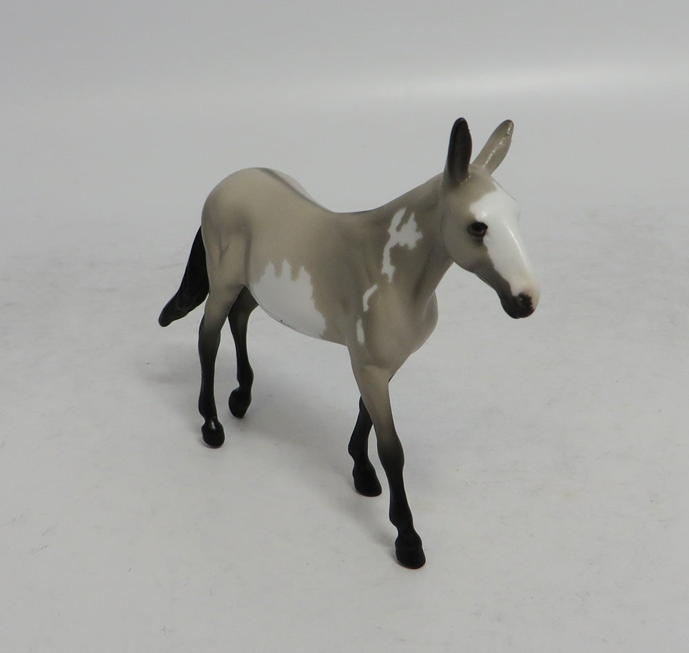 SABLE - OOAK GREY PINTO MULE CHIP 4/6/2018