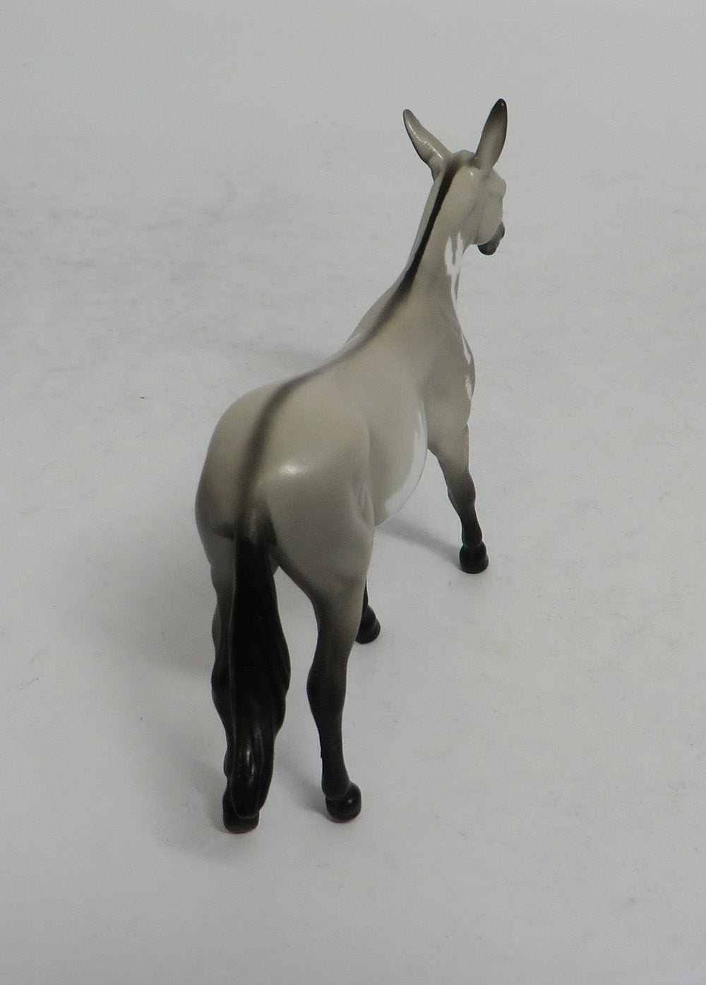 SABLE - OOAK GREY PINTO MULE CHIP 4/6/2018