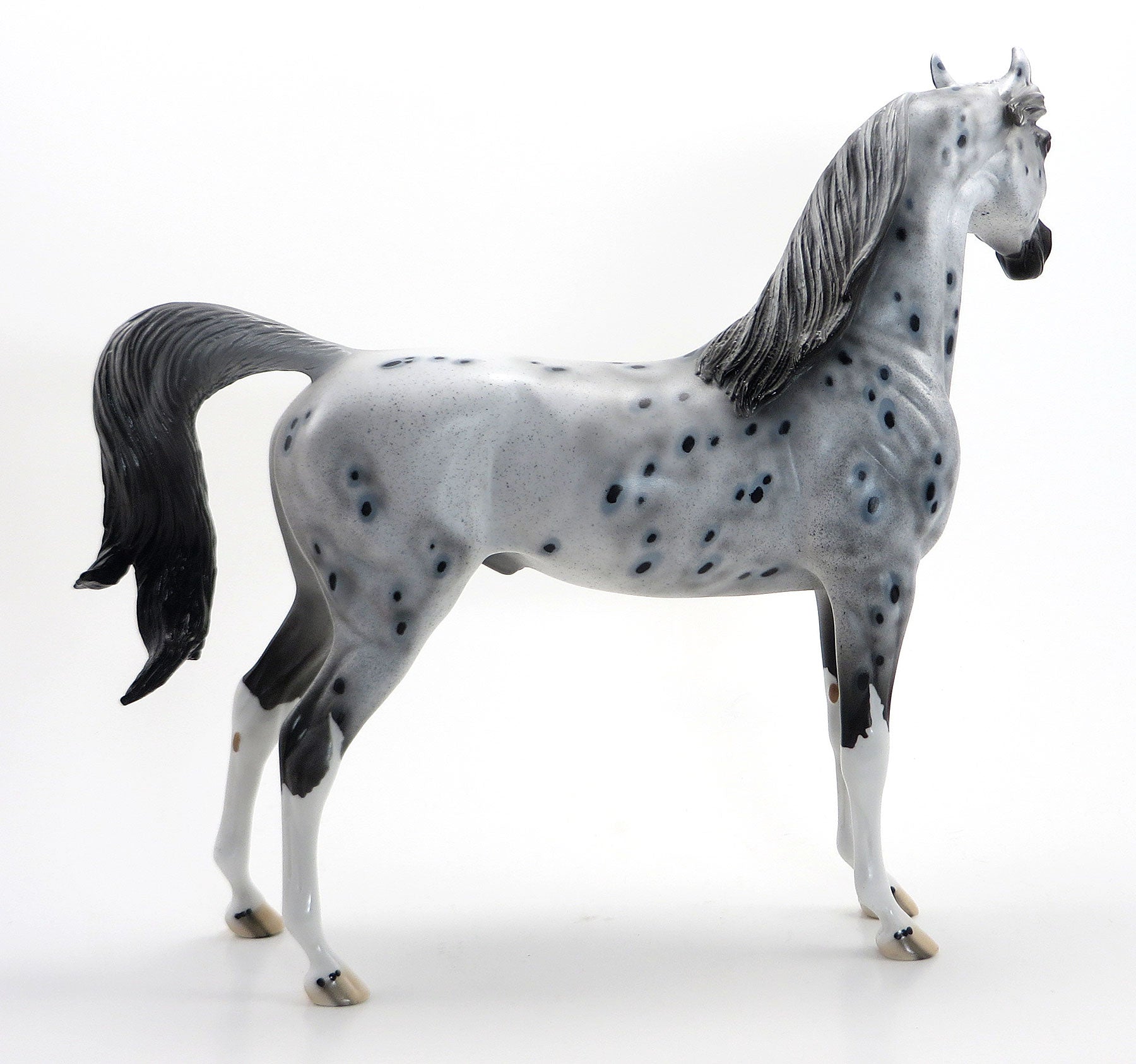 STARS AND STRIPES - OOAK Grey Appaloosa Arabian 7/3