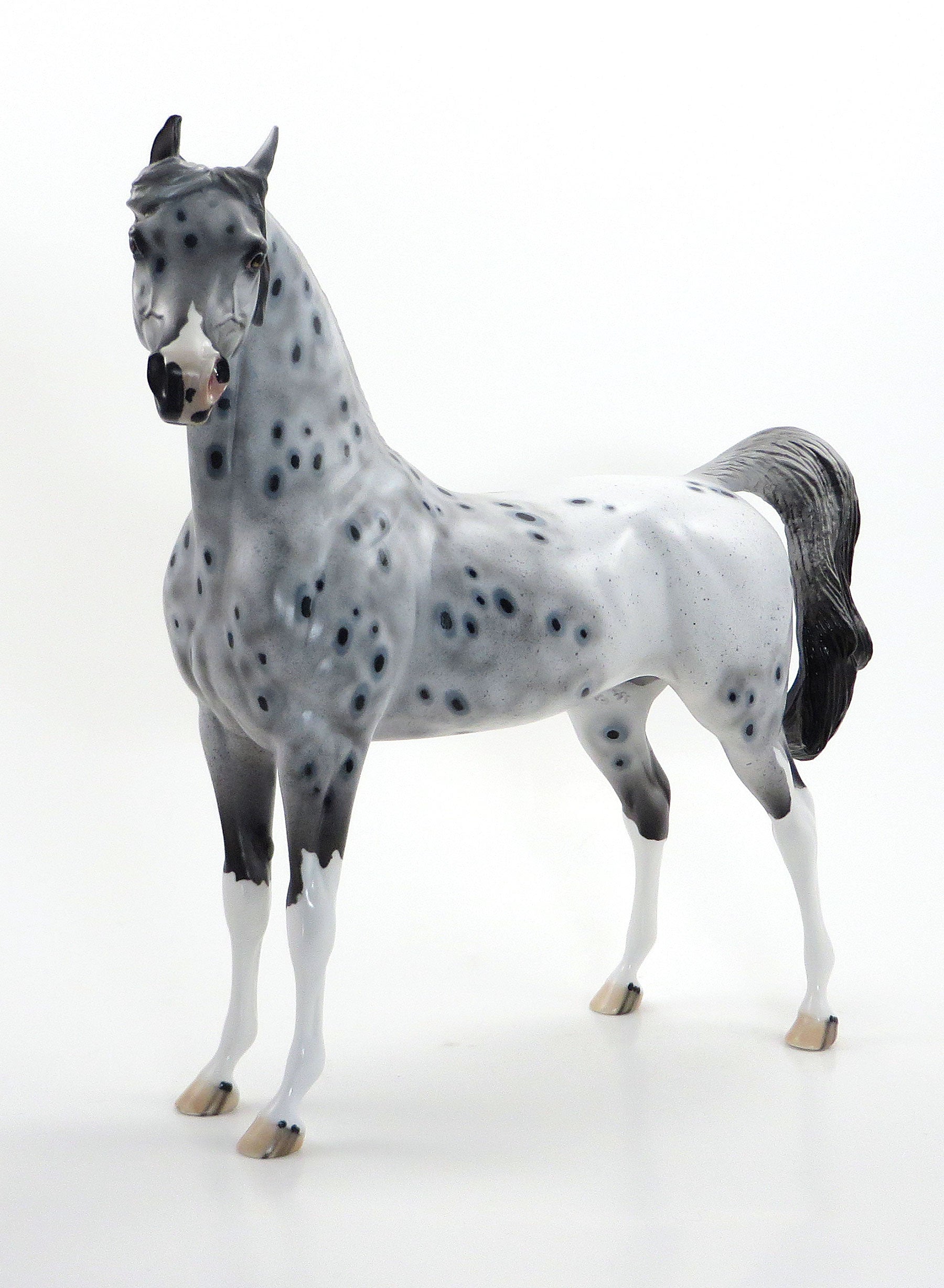 STARS AND STRIPES - OOAK Grey Appaloosa Arabian 7/3