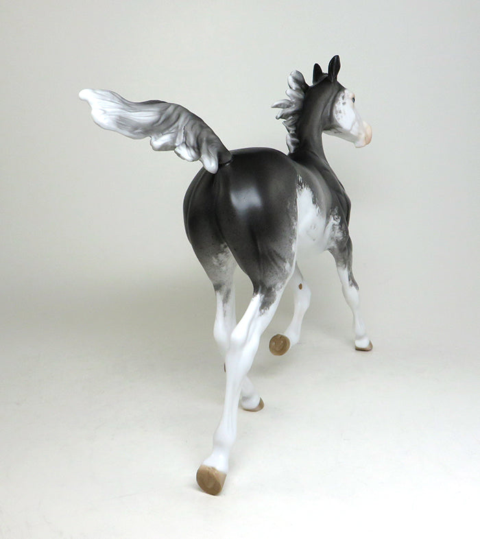 sabino arabian yearling freebird