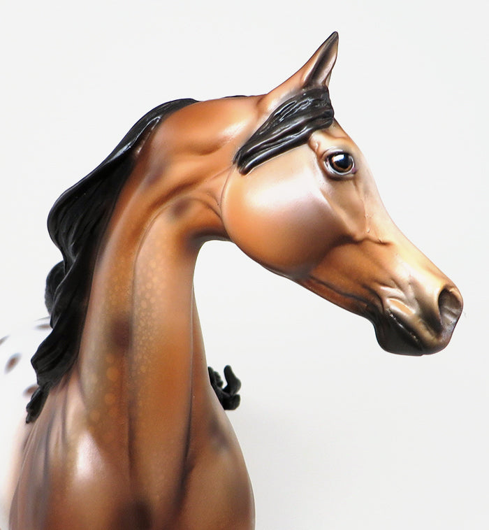 appaloosa arabian peter stone