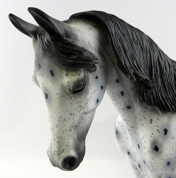 appaloosa
