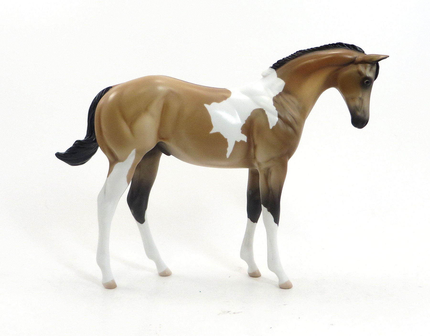 MEAN TWEET - OOAK Buckskin Tobiano Weanling by D'Array Jone Frank - 5/15