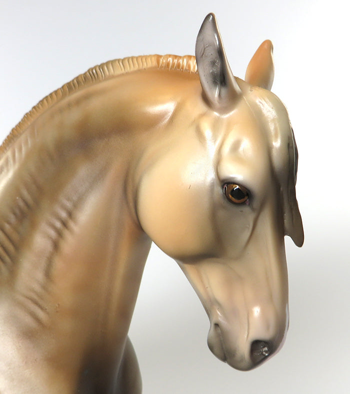 COLUMBIANO-LE-10 SOOTY PALOMINO ANDAULUSIAN BY DAWN QUICK