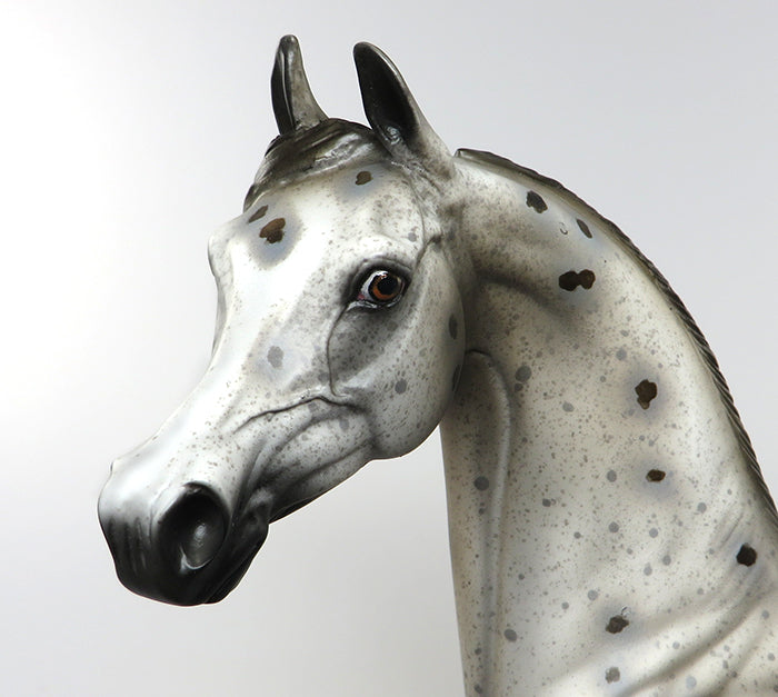 appaloosa