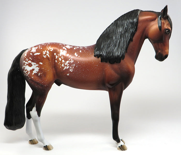 tanzania bay appaloosa