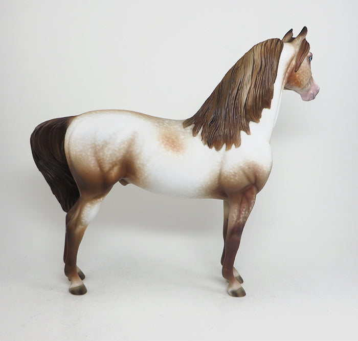 one of a kind lacey appaloosa morgan