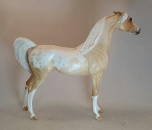 Candy Apple Roan Arabian