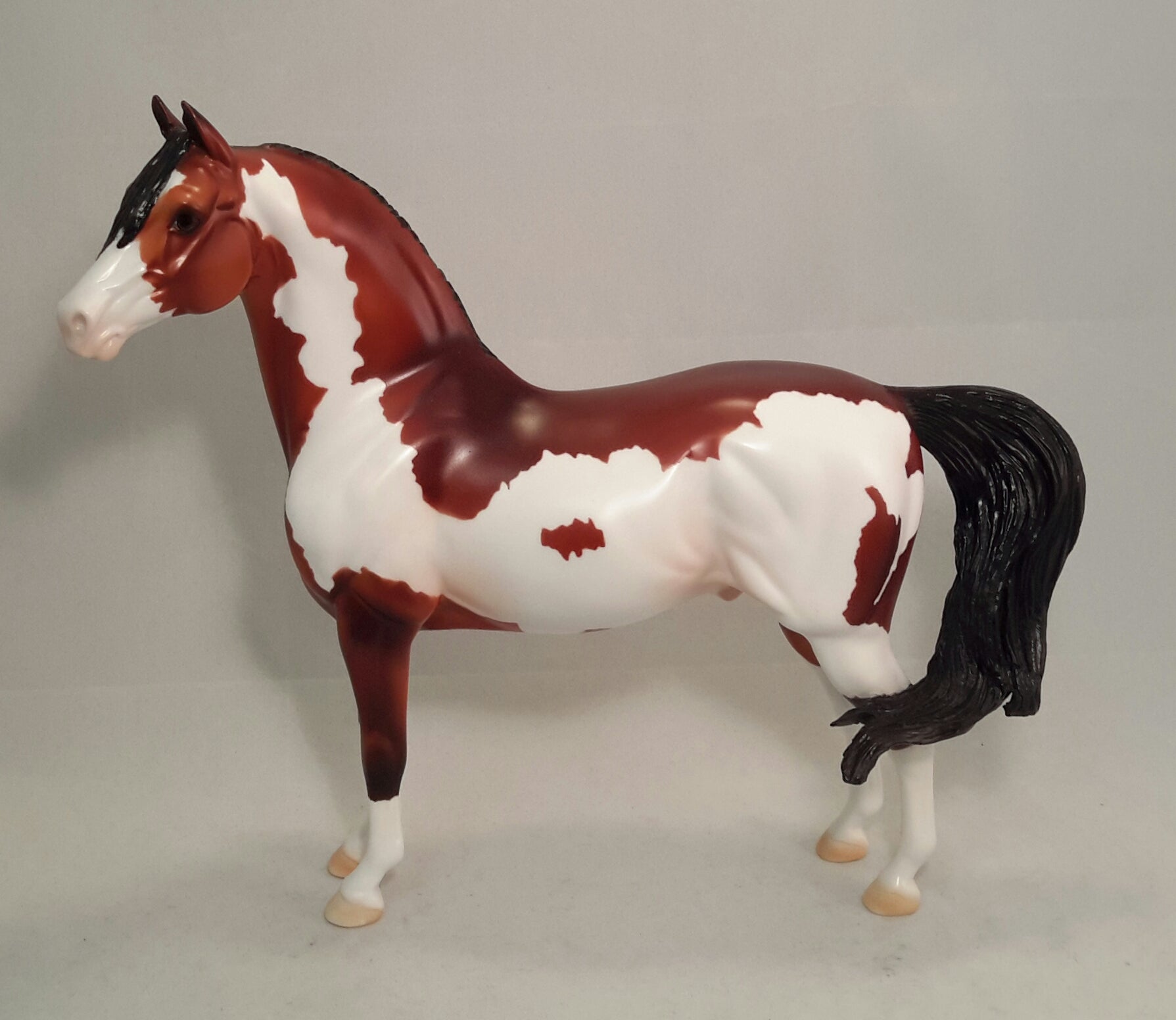 SCRAMBLER - Overo Paint Morgan Horse