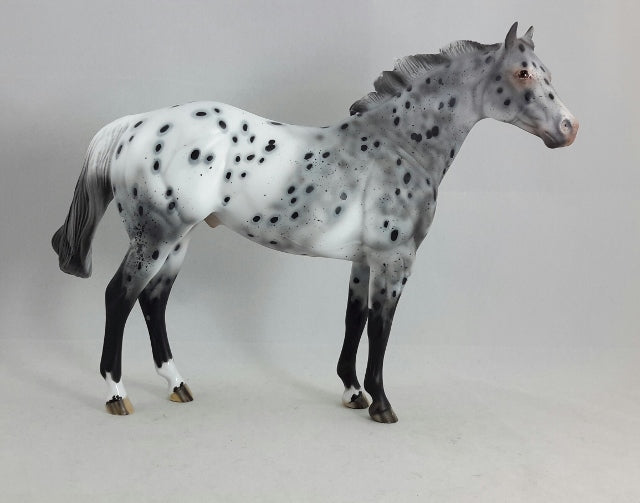 PHANTOM RIDER #1 - Extreme Leopard Appaloosa