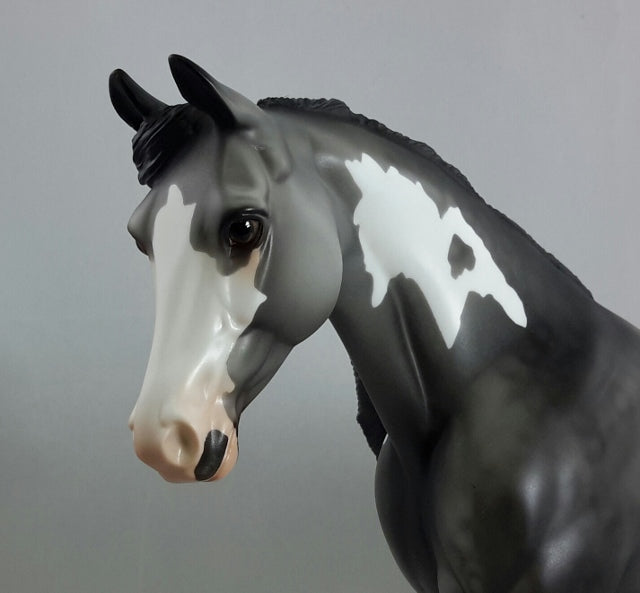 MIDNIGHT MIRAGE - Dapple Gray Palouse