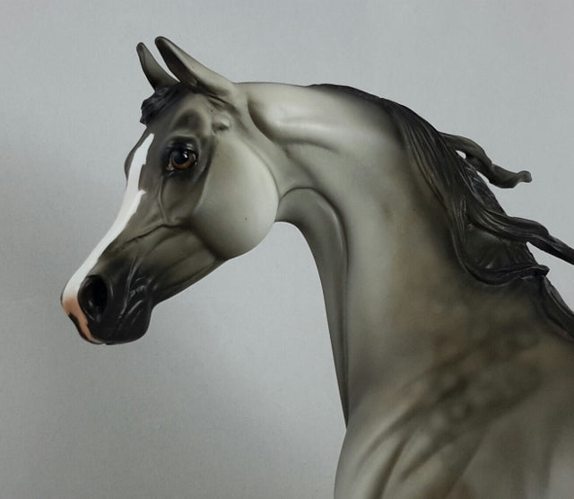 CLASS DREAMER - Dapple Gray Arabian
