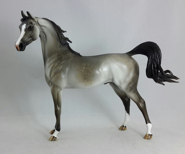 CLASS DREAMER - Dapple Gray Arabian
