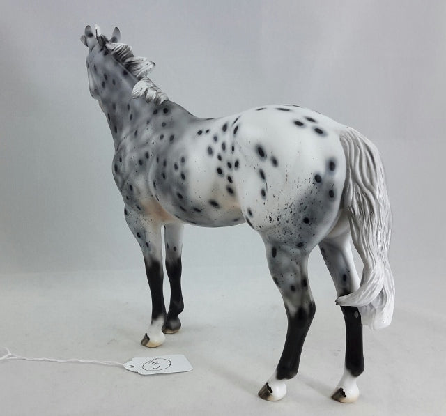 PHANTOM RIDER #3 - Extreme Leopard Appaloosa