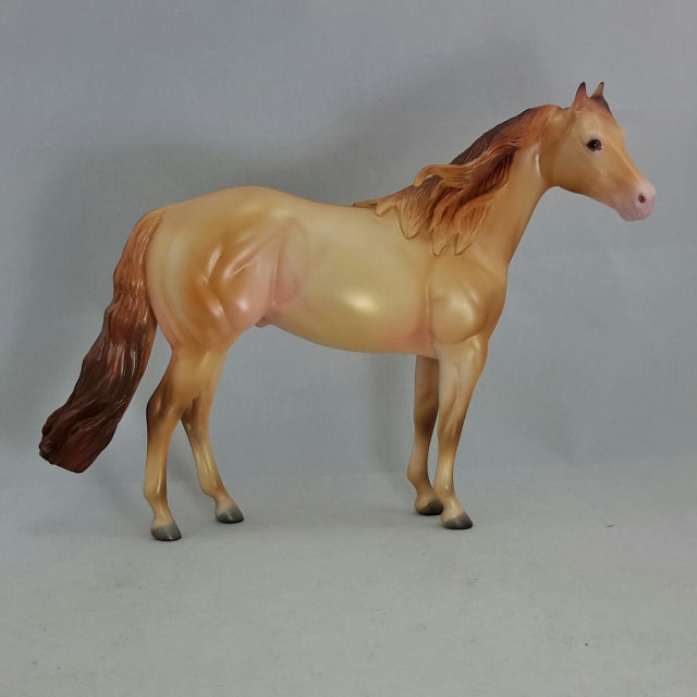 KAMANTRE - Amber Champagne Dun Stock by Caroline Boydston